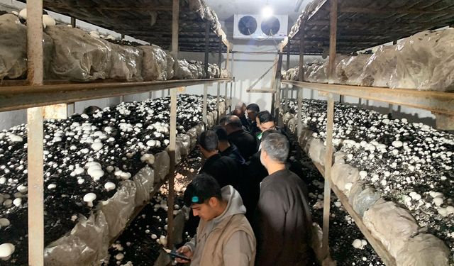 Batman'da kültür mantarı hasadı başladı