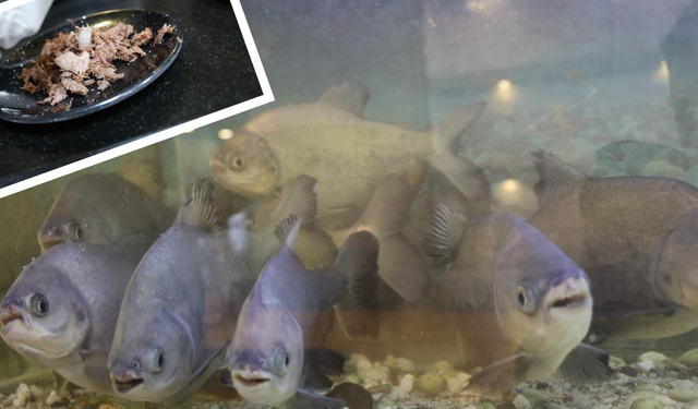 Diyarbakır’da şaşırtan hikaye: Piranalar 12 yıldır kelle paça yiyor