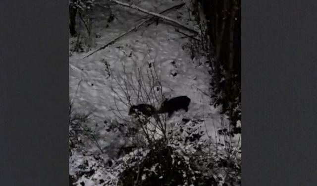 Aç kalan yaban domuzları Diyarbakır’da şehir merkezine indi!