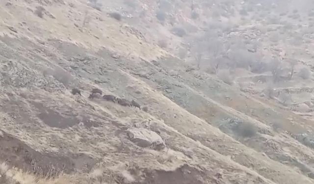 Diyarbakır’da domuz sürüsü yerleşim alanına indi