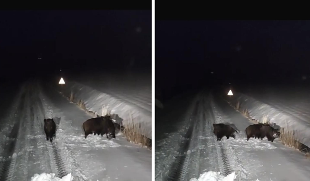 Diyarbakır’da kurt ve domuzlar yerleşim alanlarında görüntülendi