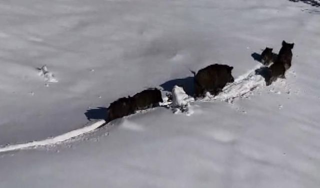 Drone kamerası kaydetti: Kar altında ilerleyen domuz sürüsü