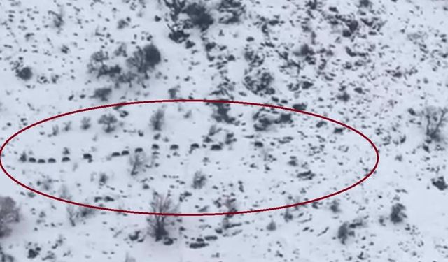 Diyarbakır’da sürü halinde gezen domuzlar kamerada