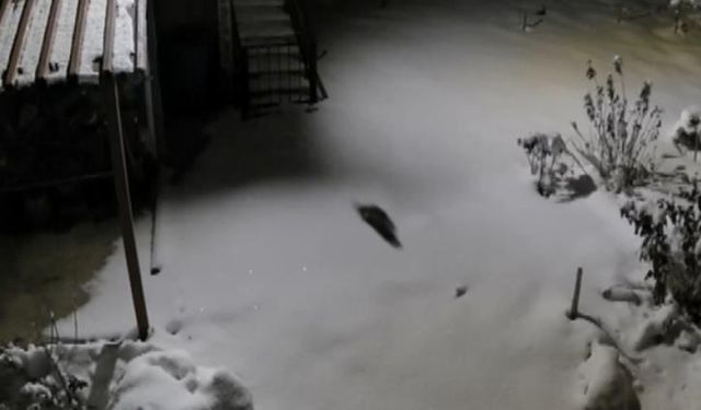 Diyarbakır’da aç kalan kaya sansarı yerleşim yerlerine indi