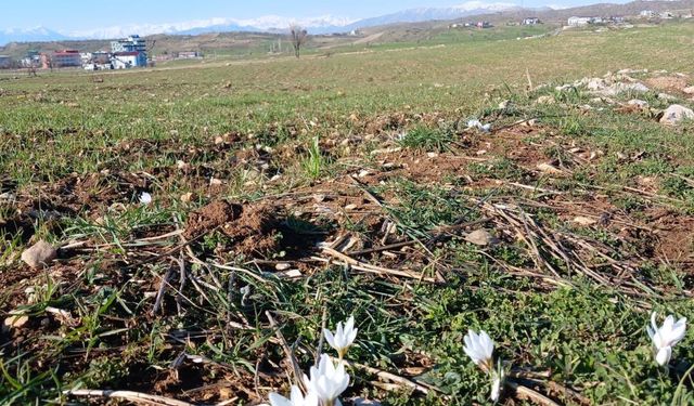 Diyarbakır’da baharın habercisi çiğdemler açtı