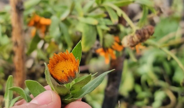 Bitlis’te karlar arasında çiçek açtı