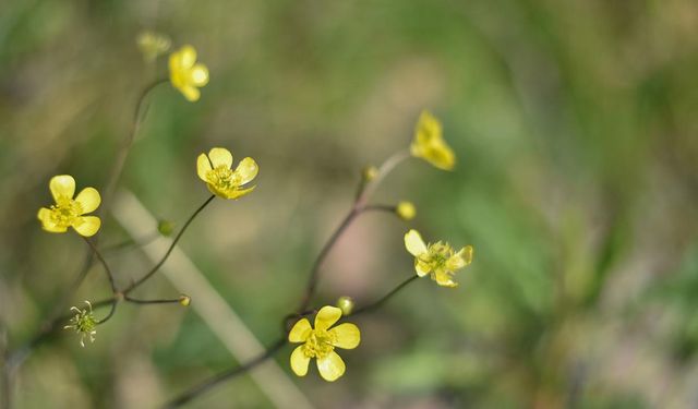 İlk cemre havaya düştü