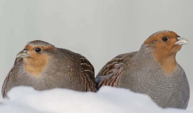 Diyarbakırlı fotografçı Moskova’da eksi 25 derecede çil kekliklerini görüntüledi