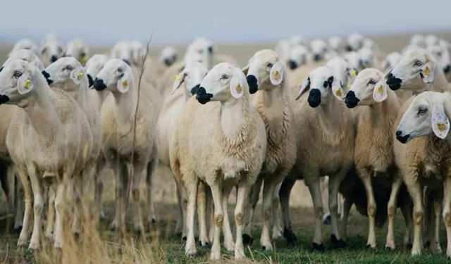 "Kırsalda bereket küçükbaşa destek" projesi