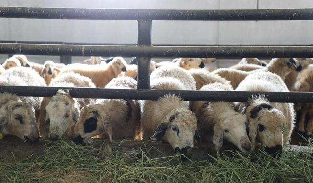 Elazığ’da çiçek hastalığı paniği: 6 köy karantinada