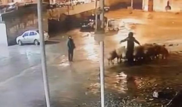 Koyun hırsızları kameraya yakalandı
