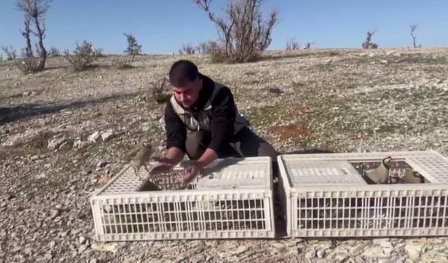 Kaçak keklikler doğaya salındı