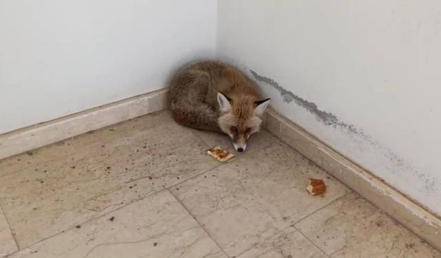 Elazığ’da ilginç anlar: Tilki okulun içine girdi