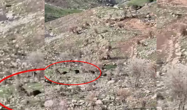 Diyarbakır’da domuzlar koyun sürüsüne saldırdı