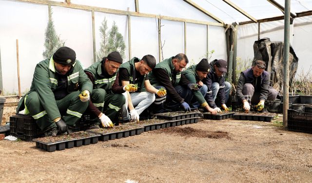 Diyarbakır’a 2 milyon Çin karanfili!