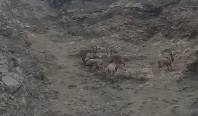 Nesilleri tehlikede olan dağ keçileri Diyarbakır’da görüldü