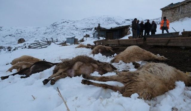 Yemden zehirlenen 80 koyun toplu halde telef oldu