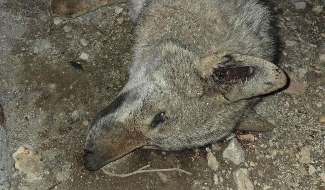 Kurt otomobilin çarpmasıyla telef oldu