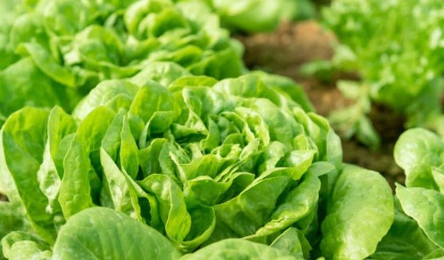 Marul zam şampiyonu oldu