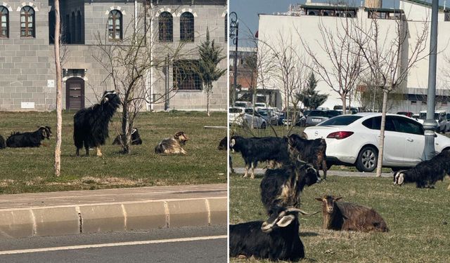 Diyarbakır’da Kültürel Miras Hayvan otlağına döndü