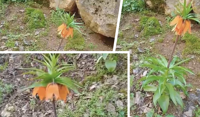 Diyarbakır’da ters laleler görenleri büyülüyor