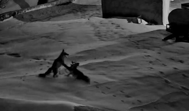 Köye inen tilkiler birbirine girdi: O anlar kamerada