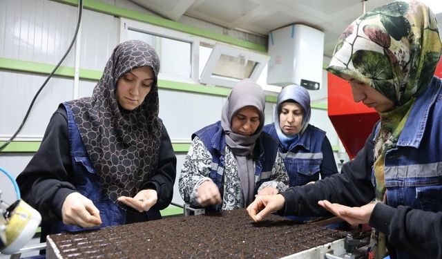 Jeotermal çiçekler, kenti renklendiriyor