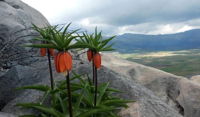 Sakın koparmayın! Cezası 700 bin lira