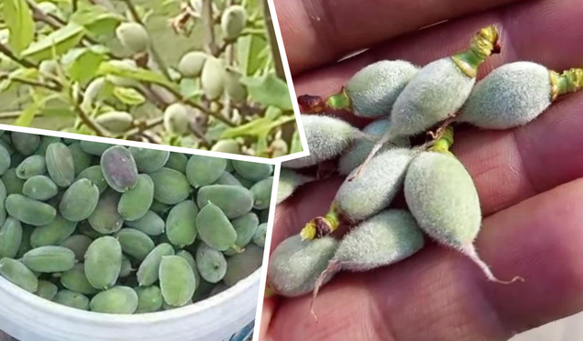 Diyarbakır’da yılın ilk çağla hasadı başladı