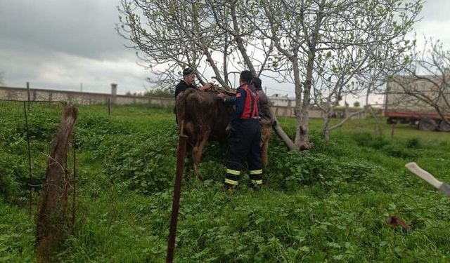 Kuyuya düşen inek için seferber oldular