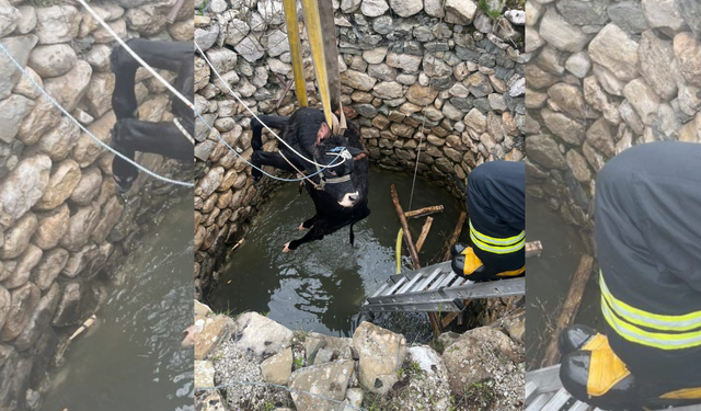 Diyarbakır’da su kuyusuna düşen inek kurtarıldı