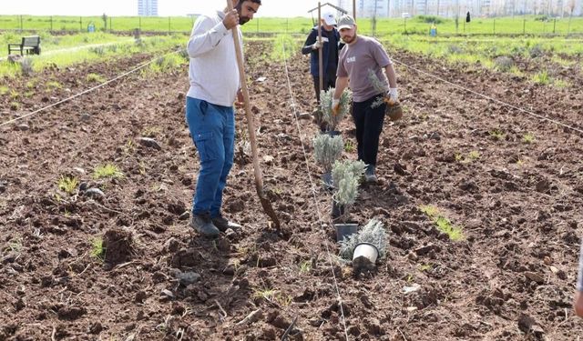 Diyarbakır’da lavanta sezonu başlıyor