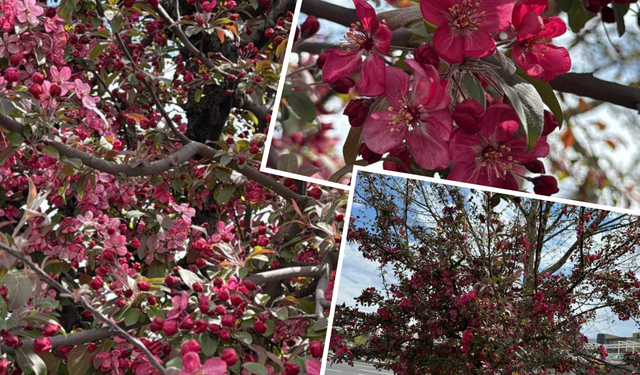 Diyarbakır’da doğa kırmızıya büründü!