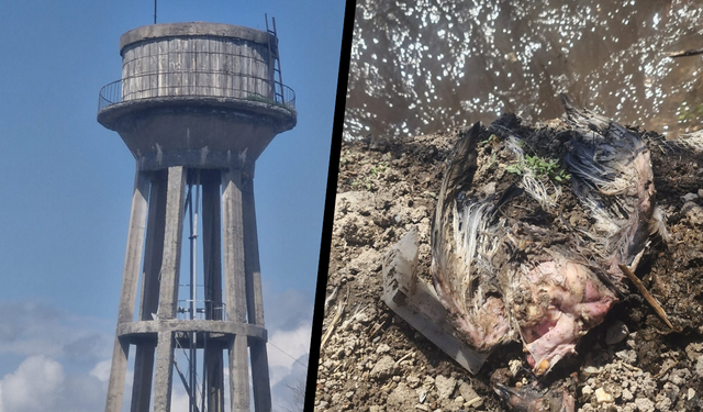 Diyarbakır’da skandal: Musluklardan su değil, güvercin tüyü ve bağırsağı akıyor!