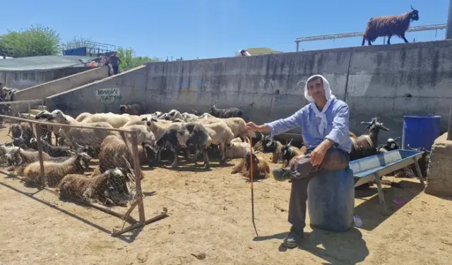 Diyarbakır’da bayramın ilk gününde hayvan borsasında yoğunluk