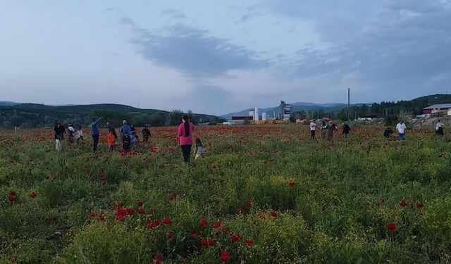 Gelincik tarlası vatandaşların ilgi odağı oldu