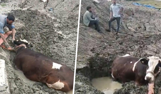 Diyarbakır’da bataklığa saplanan inek kurtarıldı