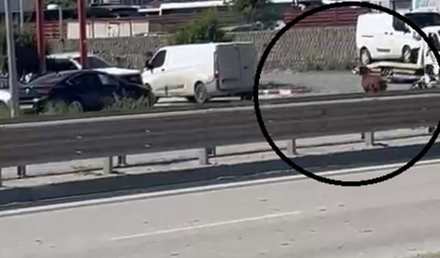 Orta refüjden atlayan kurbanlık keçi firar etti