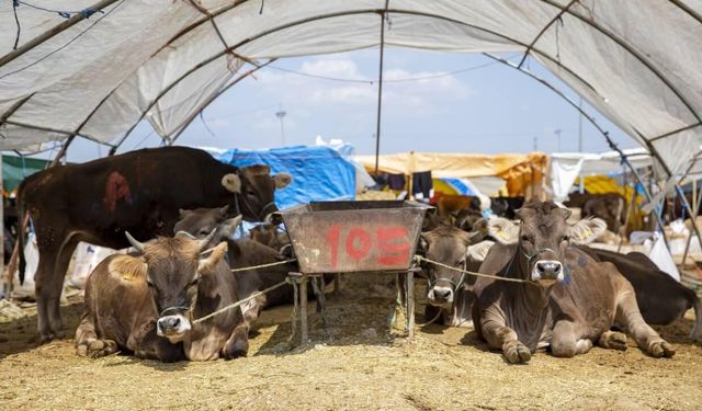 Diyarbakır’da kurban satış ve kesim alanları belirlendi
