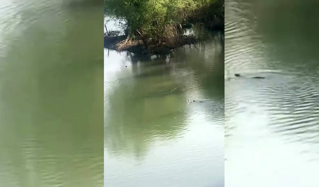 Diyarbakır nesli tehlike altındaki su samurları görüntülendi