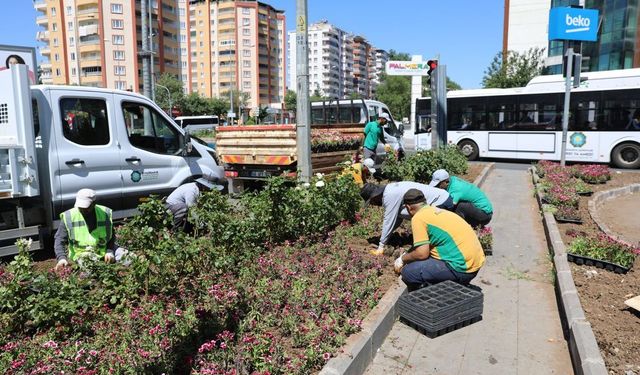 Diyarbakır’da Çin karanfilleri toprakla buluştu