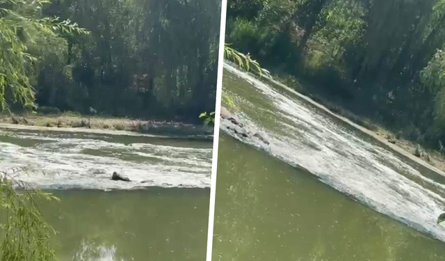 Diyarbakır’da Dicle Nehri’nde endişelendiren görüntü