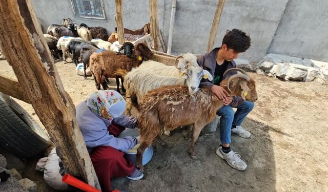 Bitlis’te yaylacıların yaz mesaisi devam ediyor