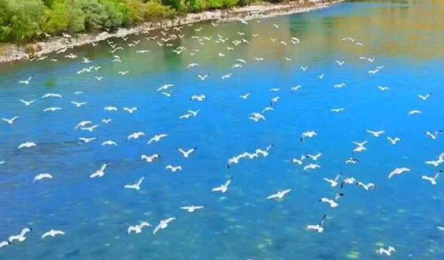 Murat Nehri'nde martıların görsel şöleni