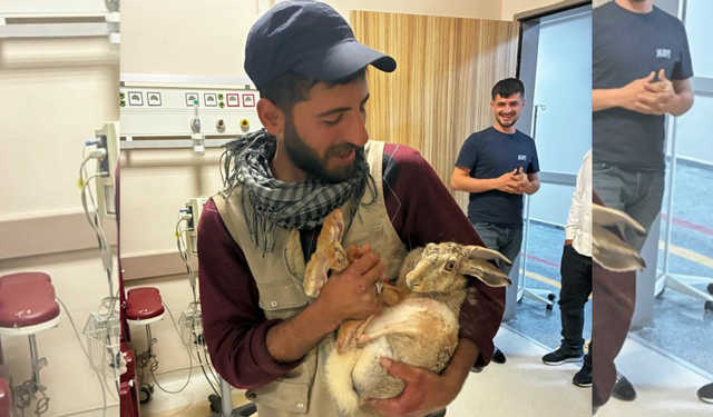 Diyarbakır’da yaralı hamile tavşan, tedavi edildi