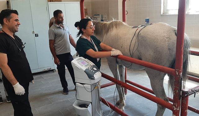 Şampiyon safkan ata Dicle Üniversitesi’nde fizik tedavi