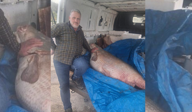 Diyarbakır'da 130 kiloluk balık tezgaha sığmadı
