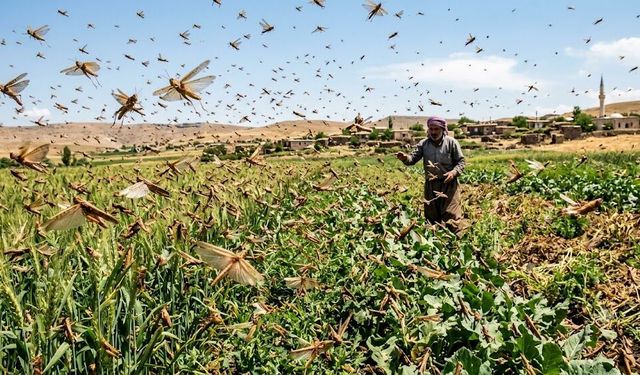 Diyarbakır'da da görülen çekirgeler istila mı? Tarım Bakanlığı açıkladı
