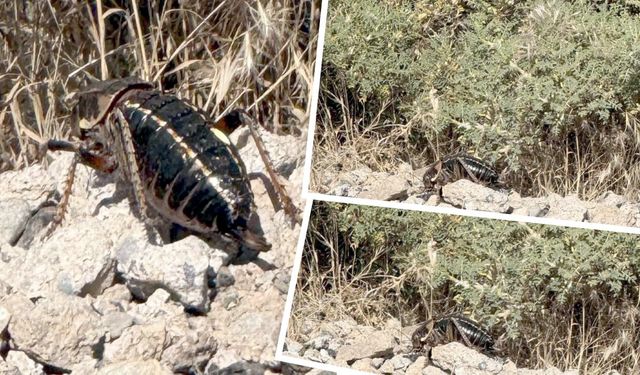Karacadağ’da nadir tür “Yamyam Tombul Çekirge” görüntülendi