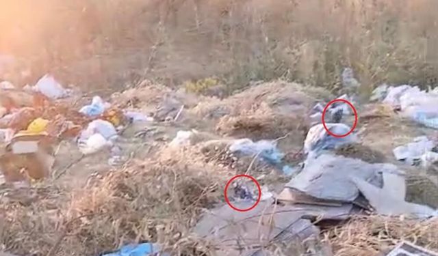 Diyarbakır'da boş arazideki çöpler fare istilasına döndü